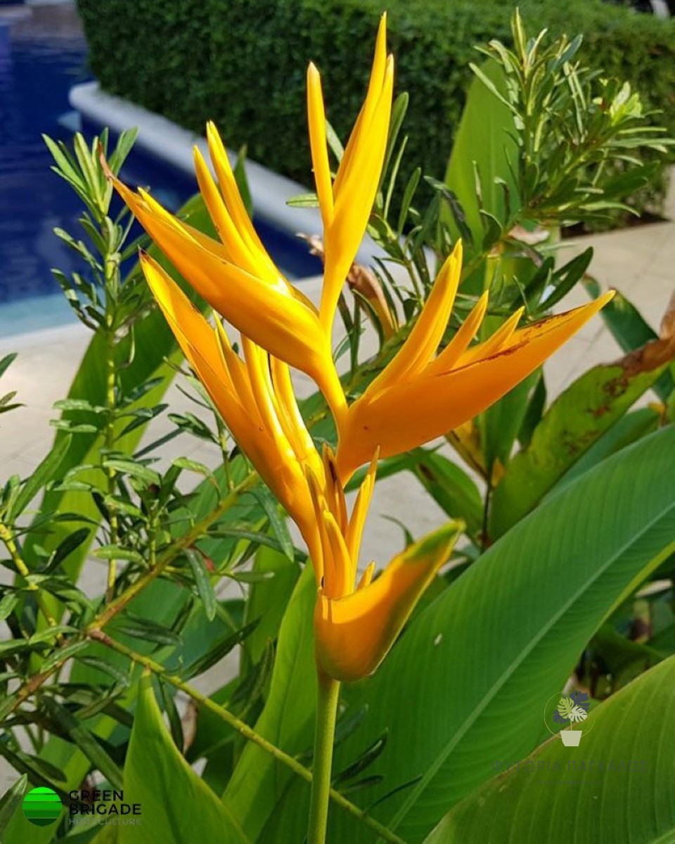 Ελικόνια (Heliconia spp.) | Εξωτικό Τροπικό Φυτό με Εντυπωσιακά Άνθη - 5 lt